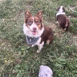 Shifu - Miniature Australian Shepherd
