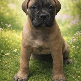 Coral girl - Red fawn female Bullmastiff puppy in South Attleboro, Massachusetts from Bessettes Bullies