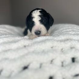 Light Blue - Parti male Labradoodle puppy in Ellenwood, Georgia from Four Paws Down