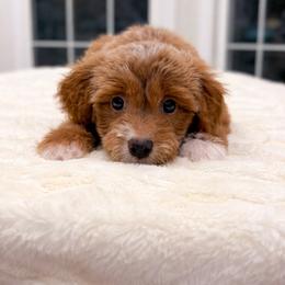 Theo - Red  male Goldendoodle puppy in Springfield, Ohio from Dawson's Royal Companions