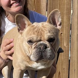 Rocko - French Bulldog