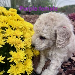 Aussiedoodle Puppies from Crabtree Farm Doodles