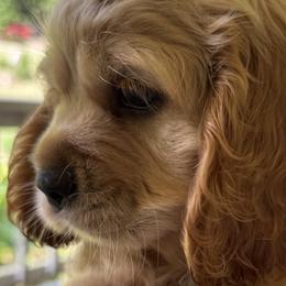Cocker Spaniels from penny Powell
