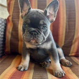 Purple collar - Blue female French Bulldog puppy in Cordes Lakes, Arizona from Puppy Love AZ LLC