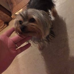 Owen - Yorkshire Terrier