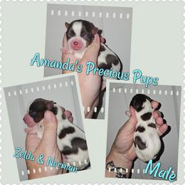 Colt - Chocolate, tan and white male Yorkshire Terrier puppy in Wartburg, Tennessee from Amanda's Precious Pups