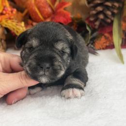 Gypsy Male 3 - Salt and pepper male Miniature Schnauzer puppy in Pageland, South Carolina from New Haven Farms