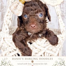 Rouge - Brown and white female Cockapoo puppy in Otisville, Michigan from Danie’s Darling Doodles LLC