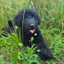 Billie Jean - Blue female Labradoodle puppy in Lansing, North Carolina from Murphy Manor Mountain Doodles