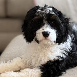 Maggie - Cavapoo