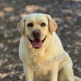 Willow - Labrador Retriever