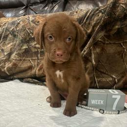 Gray Dot - Brown male Chesapeake Bay Retriever puppy in Wisconsin Dells, Wisconsin from Kilbourn Chesapeakes