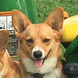 Holly - Pembroke Welsh Corgi