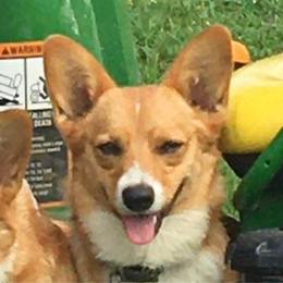 Holly - Pembroke Welsh Corgi
