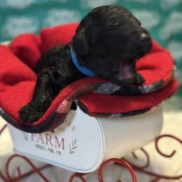 Boy 4 - male Goldendoodle puppy in Westminster, South Carolina from Goldendoodlepuppiessc