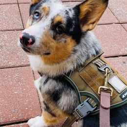 American Corgis and Pembroke Welsh Corgis from Five Heart's Corgis