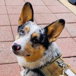 American Corgis and Pembroke Welsh Corgis from Five Heart's Corgis