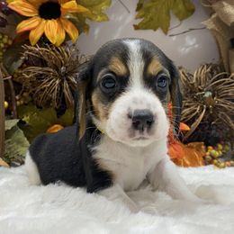 Beagles, Cavalier King Charles Spaniels, and Cavapoos from Beagles and Beyond, LLC