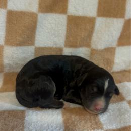Ponderosa - Phantom male Bernedoodle puppy in Holden, Missouri from Mid-West Bernedoodles