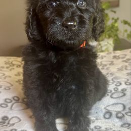 Sig M - Black male Labradoodle puppy in Kingston, Georgia from CC Familydoodles