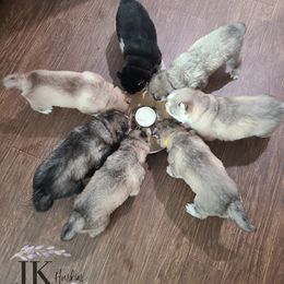 "Harleen & J's Puppies" Siberian Husky Puppies from JK Wisteria Huskies