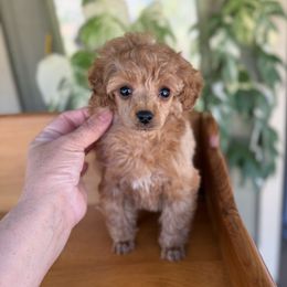 Berta - Apricot female Poodle puppy in Monetta, South Carolina from Moonrise Poodles