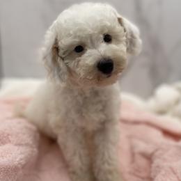 Pearl - Parti female Goldendoodle puppy in Kansas City, Kansas from Bella & Ivy’s Mini Goldendoodles of KC