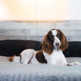 Bordoodle Puppies from 2J 2K Bordoodles