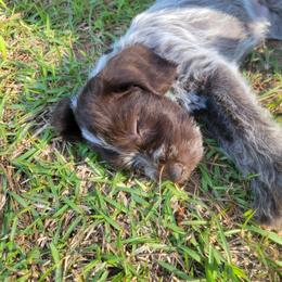 Male 2 - Brown and gray male Wirehaired Pointing Griffon puppy in Maiden, North Carolina from Saint Barbara's Wirehaired Pointing Griffons