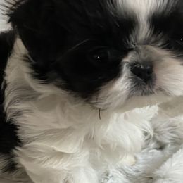 Shih Tzus from SilkTapestry Shih-Tzu