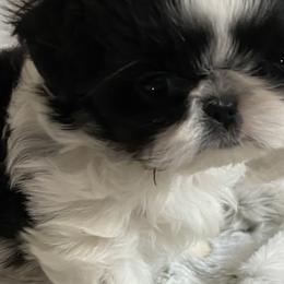 Shih Tzus from SilkTapestry Shih-Tzu