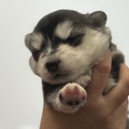 Pomskies from Florespomskies