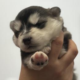 Pomskies from Florespomskies