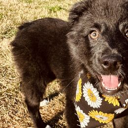 Belle - Black Miniature Australian Shepherd puppy in Kaufman, Texas from Xoxo Aussies