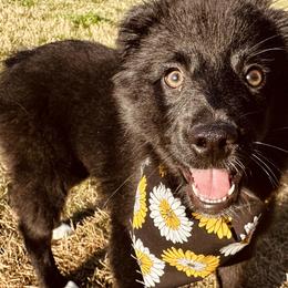 Belle - Black Miniature Australian Shepherd puppy in Kaufman, Texas from Xoxo Aussies
