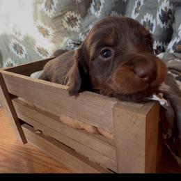 Carmello - Chocolate and tan female Dachshund puppy in Duncan, Arizona from Bootheel Doxies & Poms