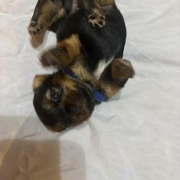 Leo - Black and tan male Yorkshire Terrier puppy in East Palatka, Florida from Patricia Diffey