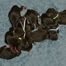 Gray - Chocolate female Yorkipoo puppy in Martin, Tennessee from Danza Bolo