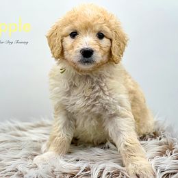 Apple - Cream Goldendoodle puppy in Lancaster, Minnesota from North Star Dog Training