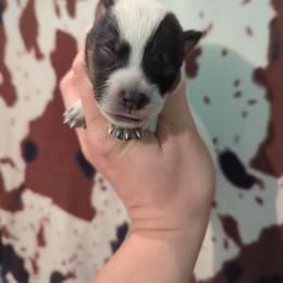 Silo - Blue speckled male Australian Cattle Dog puppy in Tulsa, Arkansas from Red Desert Australian Cattle Dogs