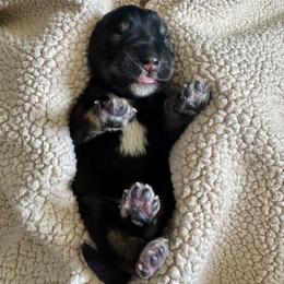 Alec - Black and silver male Miniature Schnauzer puppy in Crestview, Florida from 850Schnauzers