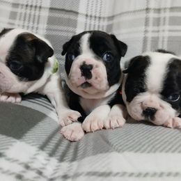 Boston Terrier Puppies from JoJens Bostons