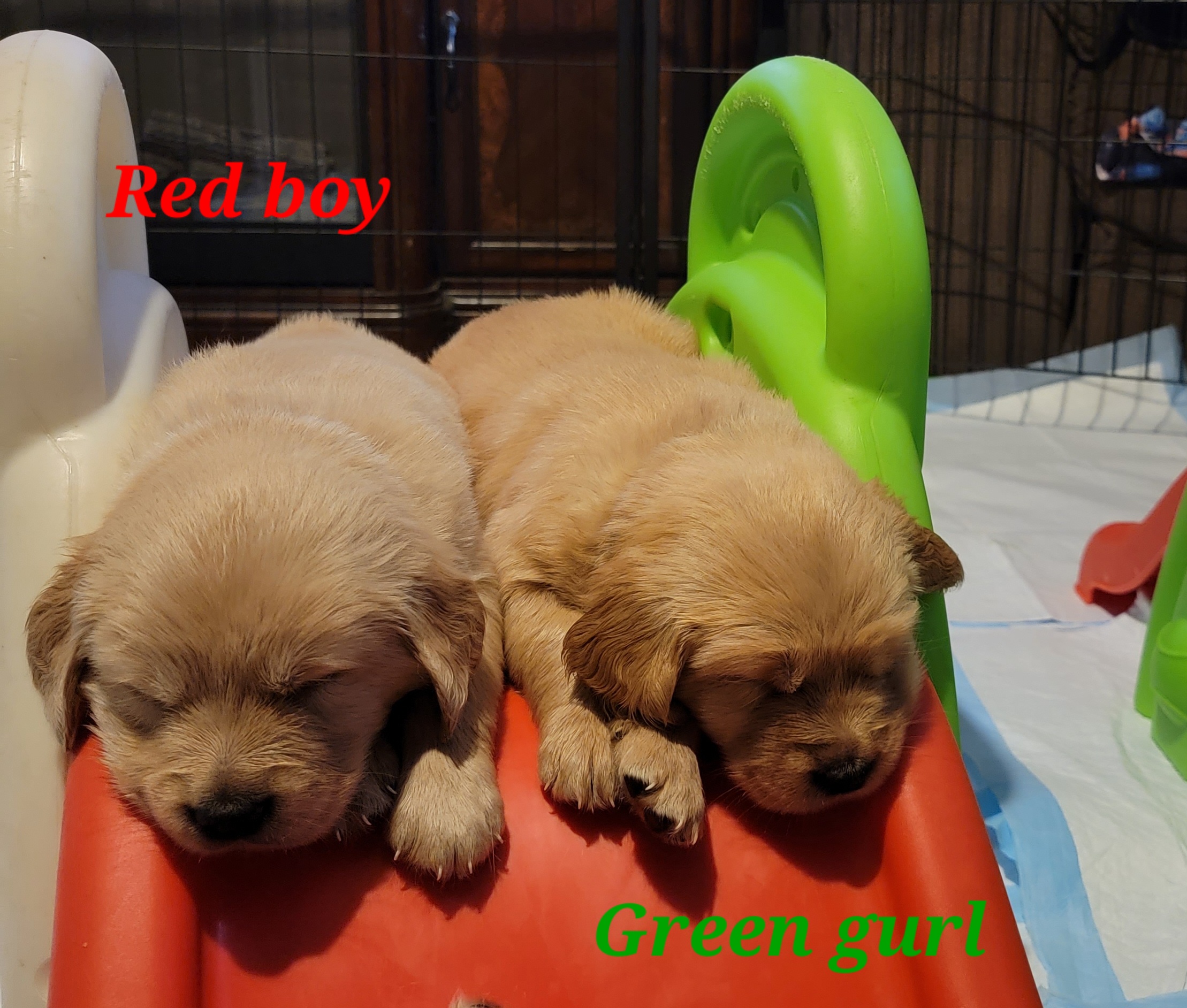 Golden Retriever Puppies from JK Goldens