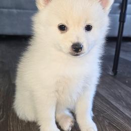 Marshmallow - White male Pomsky puppy in Edmonton, Kentucky from Spillman's Specialty Breeding