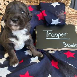 Trooper - Blue merle male Aussiedoodle puppy in Eastland, Texas from H5 Mini Doodles