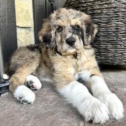 Bernedoodle and Pyredoodle Puppies from Washington Bernedoodles & Pyredoodles