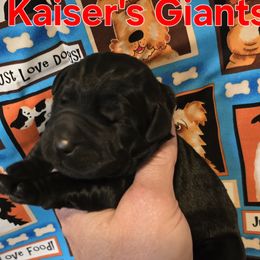 Girl 3 - Black female Giant Schnauzer puppy in Billings (Bil), Montana from Kaiser's Giants