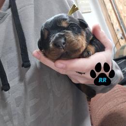 Yellow - Black and mahogany female Rottweiler puppy in Tangent, Oregon from Raya's Royals