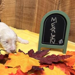 Merlin - Cream male Aussiedoodle puppy in Lavonia, Georgia from H & A Kennels
