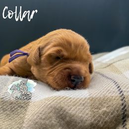 Purple Collar - Dark golden female Golden Retriever puppy in Cheyenne, Wyoming from Golden Badger Kennels